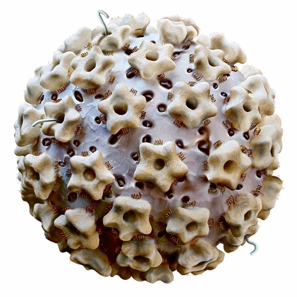 hpv infections
