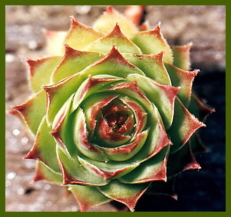 Houseleek Altsberglotion Products Houseleek Altsberglotion Products