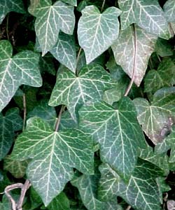 Ivy Altsberglotion