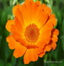 Marigold Altsberglotion Products Marigold Altsberglotion Products
