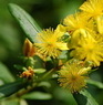 St Johns wort Altsberglotion Products