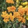 Yarrow Altsberglotion Products